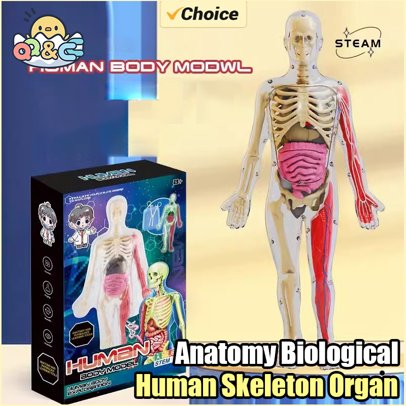 Human Skeleton Organ Anatomy B - огляд і ціна Model Kit Fantasy