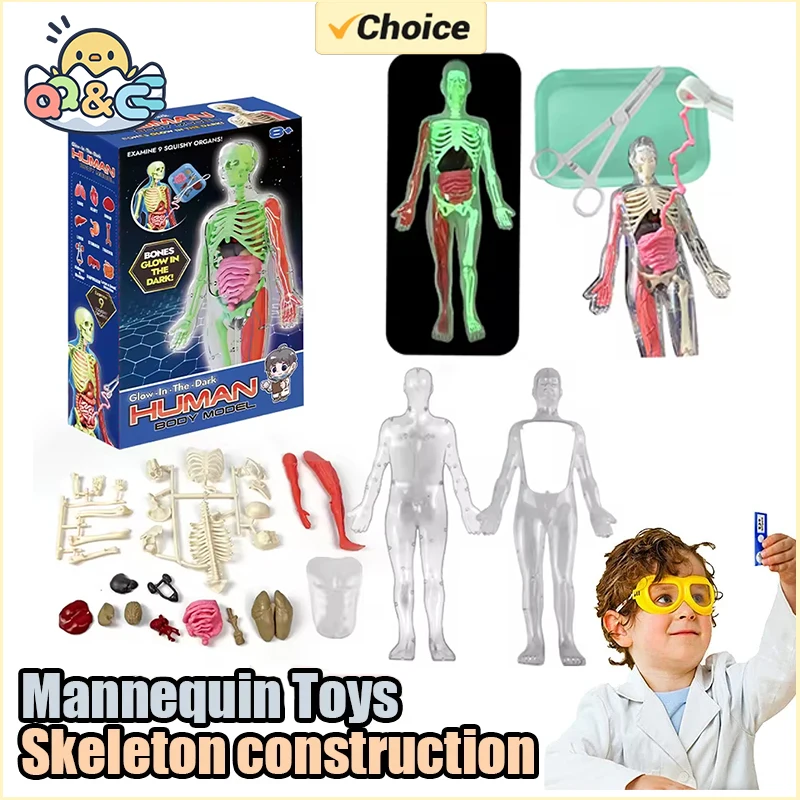 Human Skeleton Organ Anatomy B - огляд і ціна Model Kit Fantasy