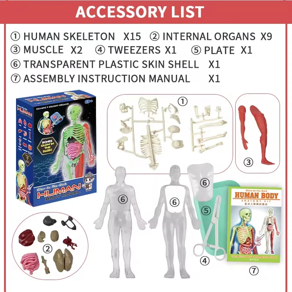 Human Skeleton Organ Anatomy B - огляд і ціна Model Kit Fantasy